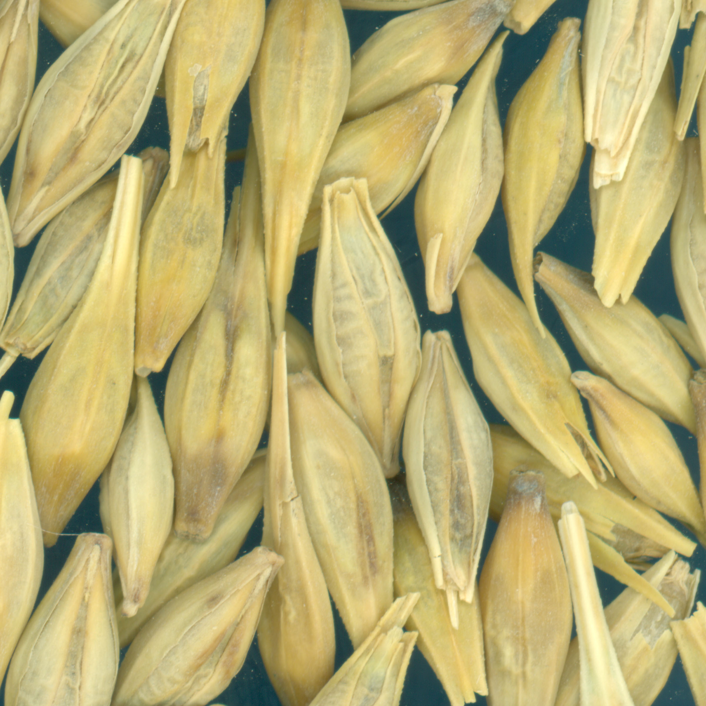KERNELS