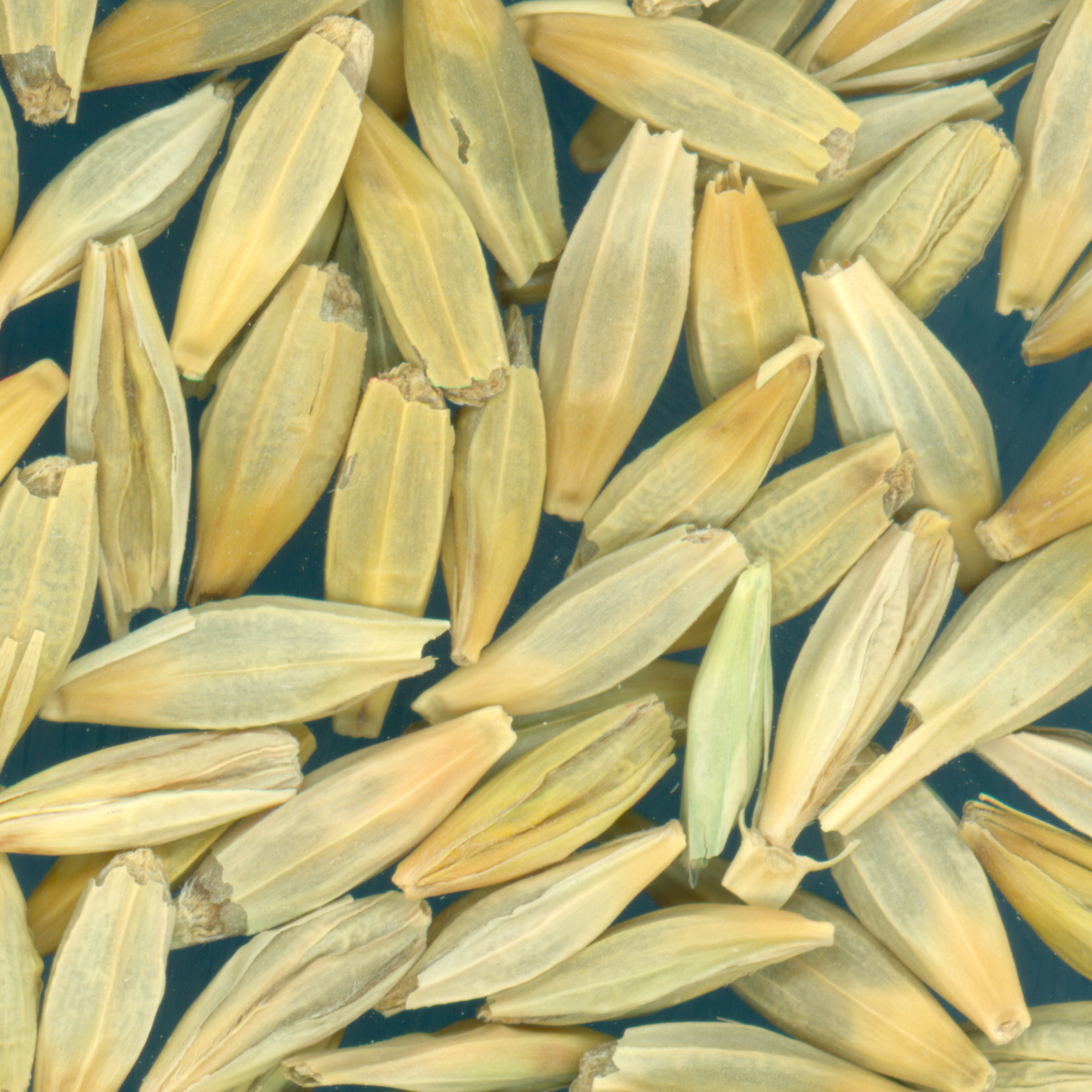 KERNELS