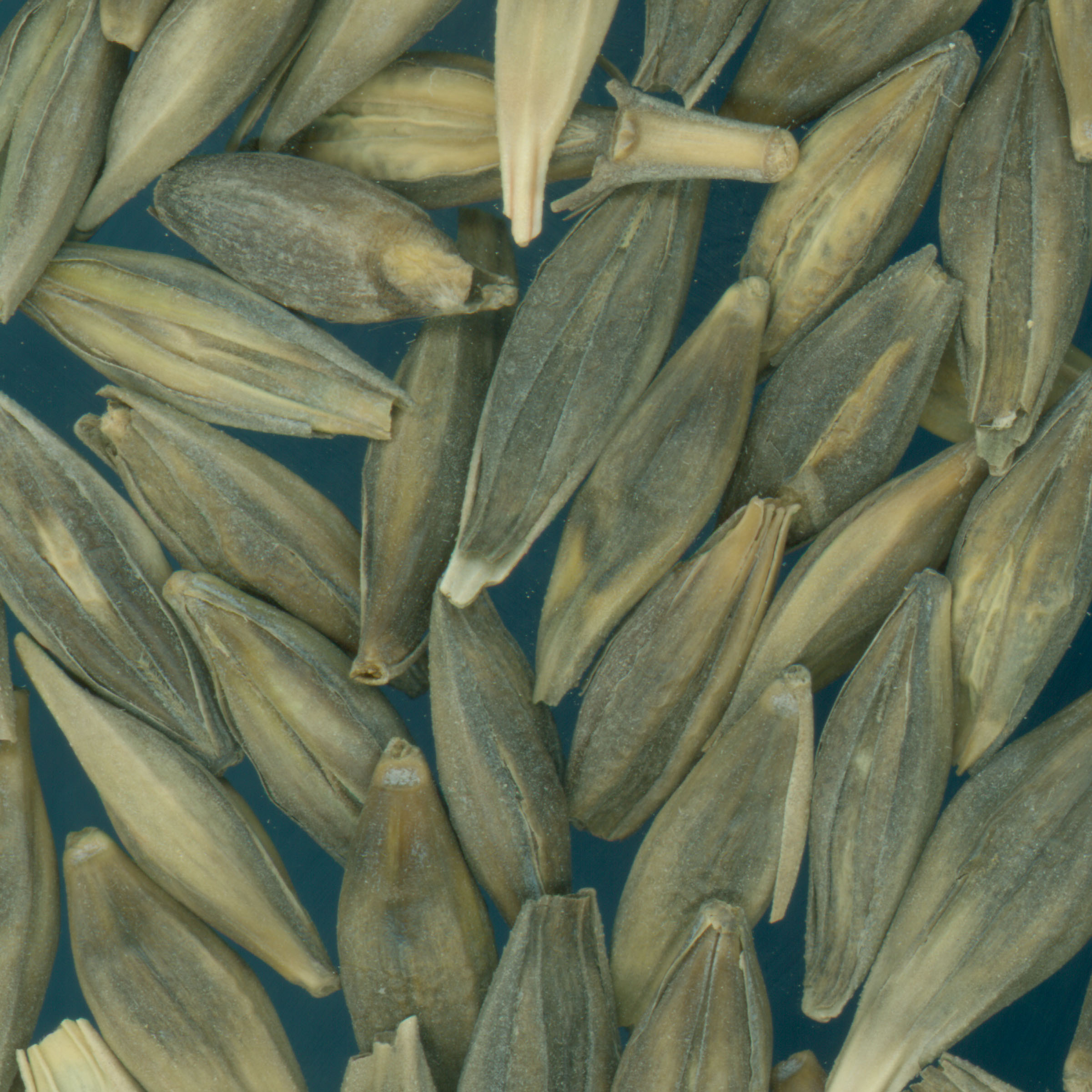 KERNELS