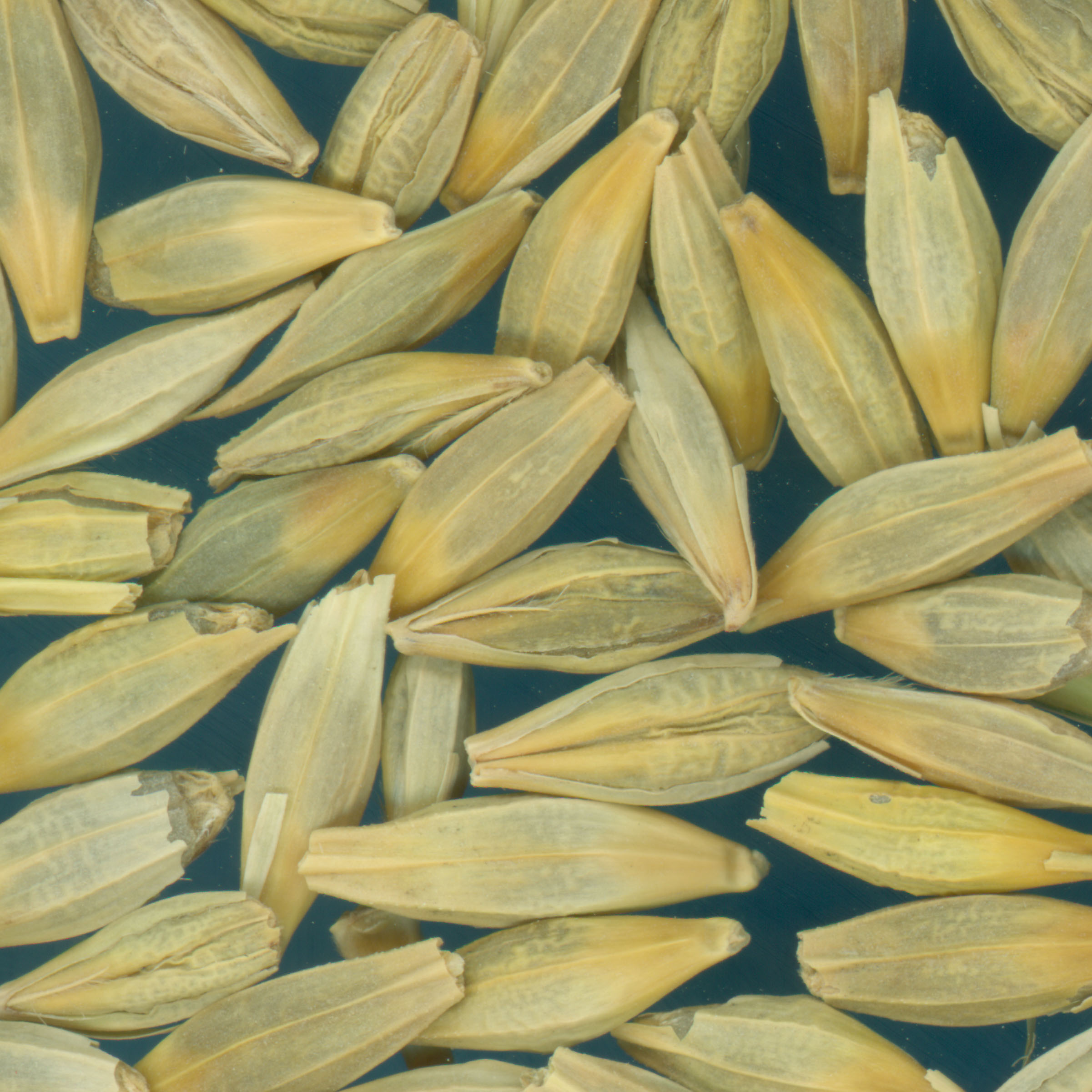 KERNELS