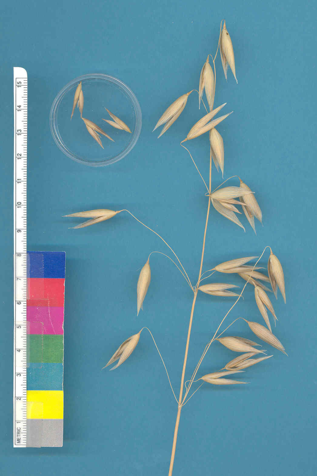 KERNELS