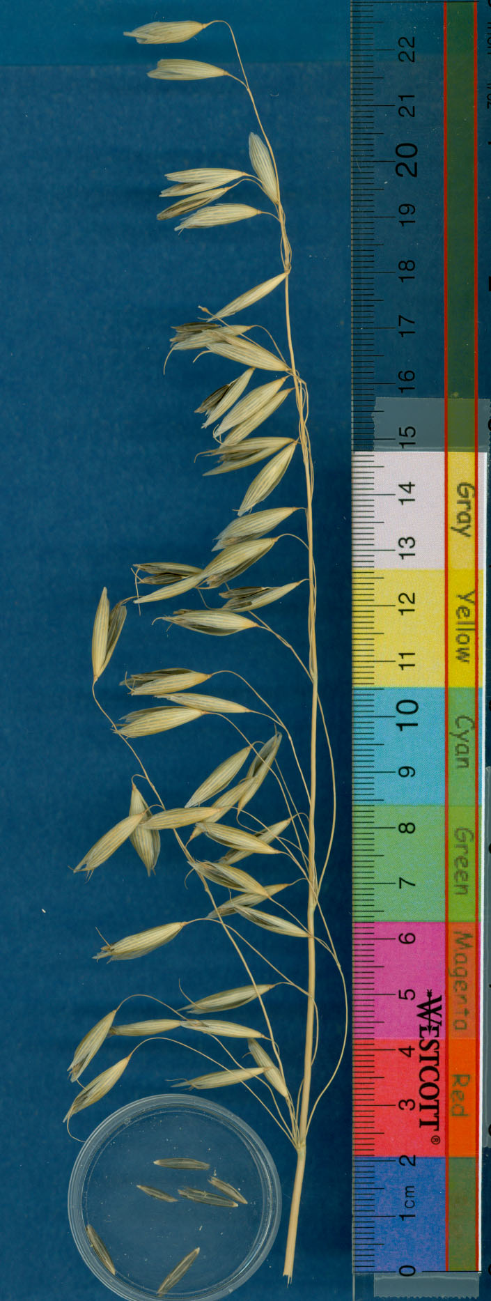 KERNELS