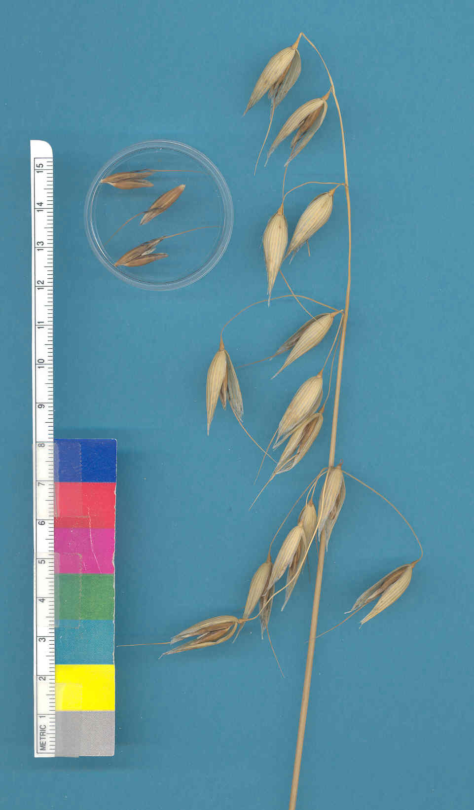 KERNELS