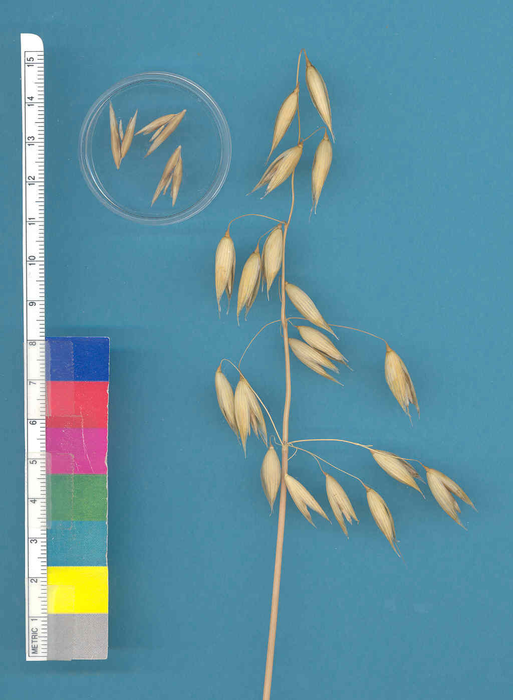 Click for 3 image(s) for this accession. KERNELS