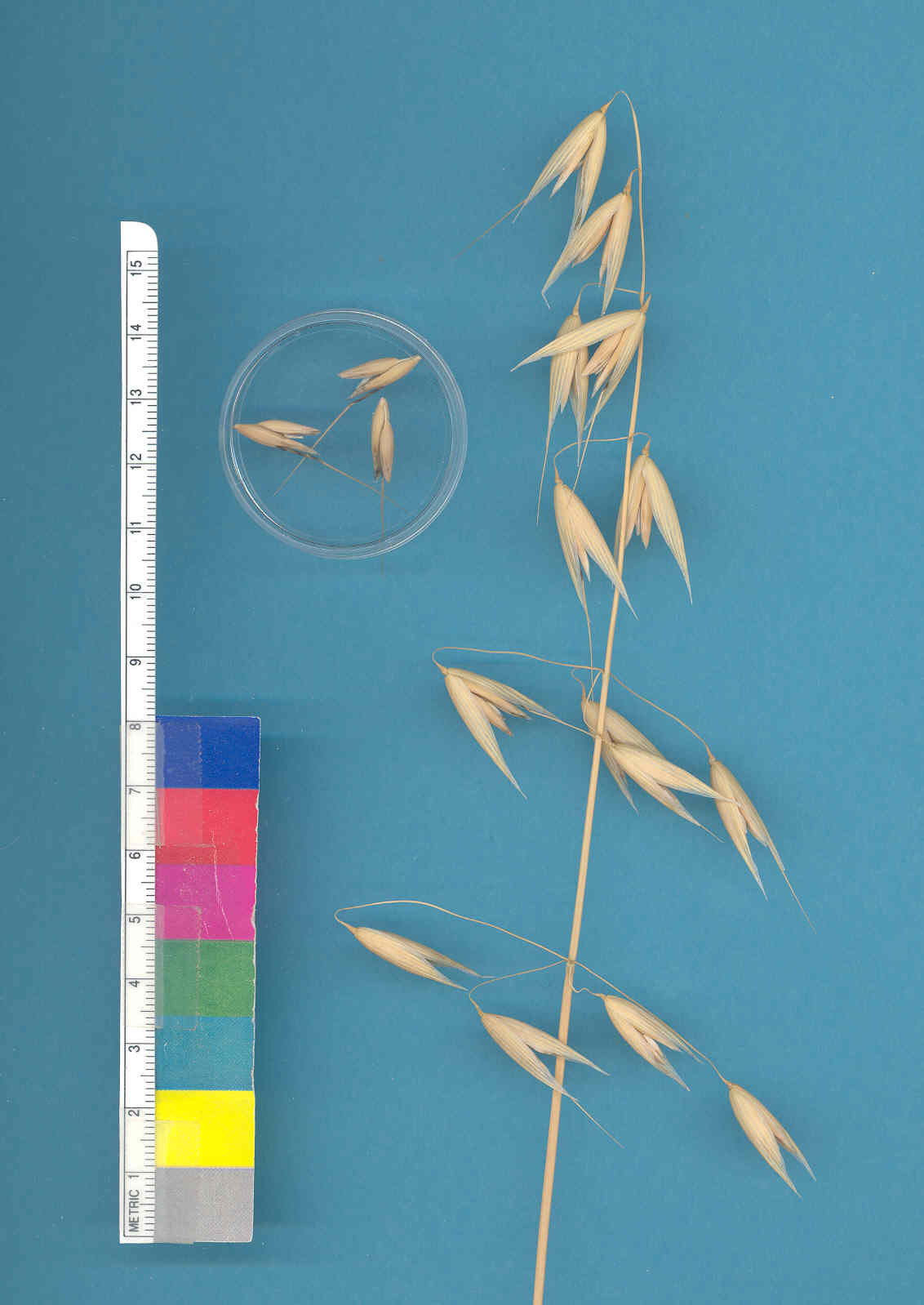 Click for 3 image(s) for this accession. KERNELS