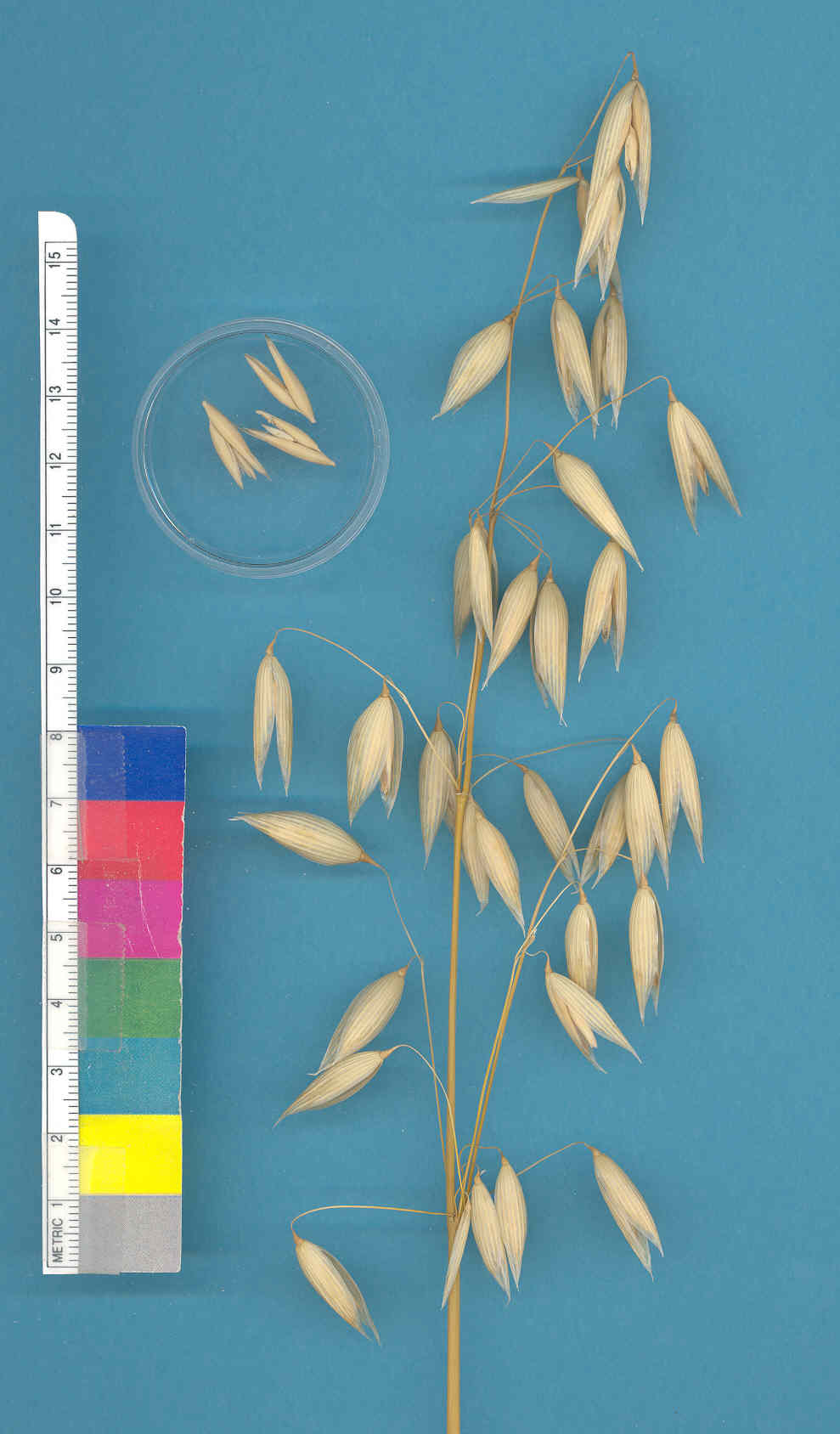 Click for 2 image(s) for this accession. KERNELS