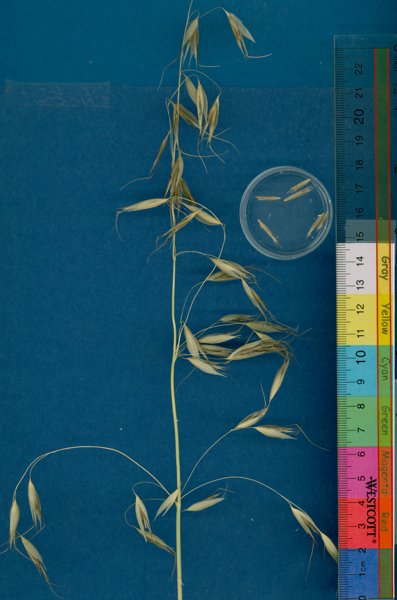 KERNELS
