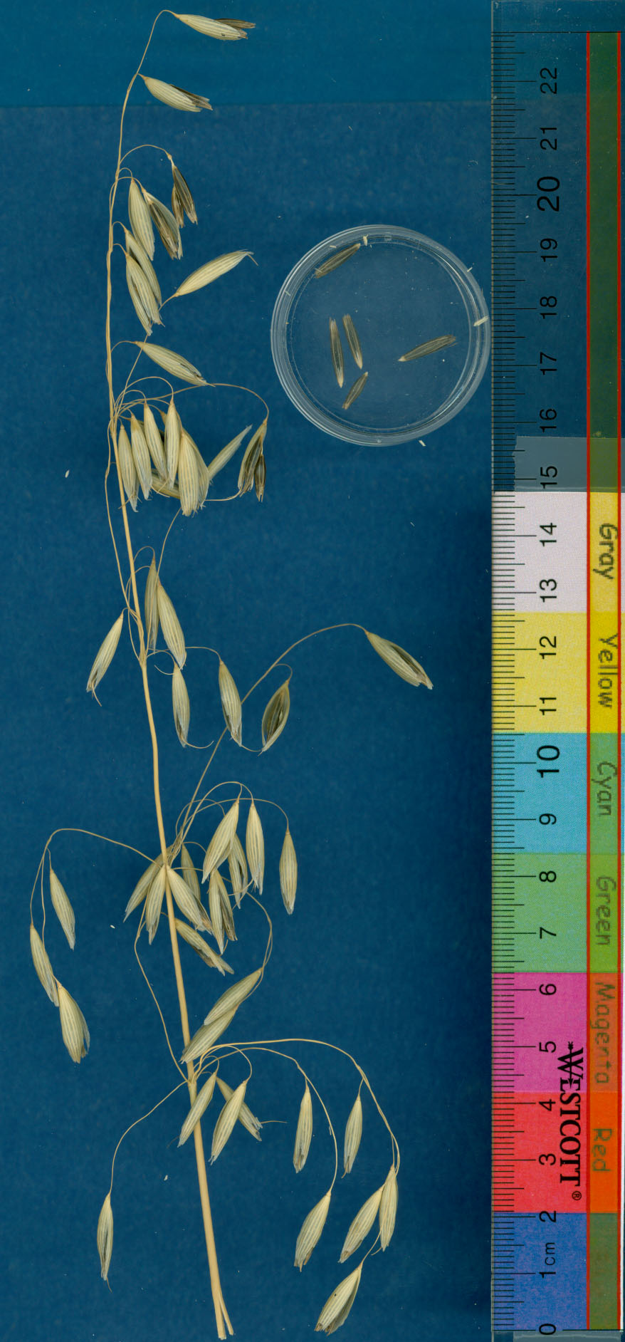 KERNELS