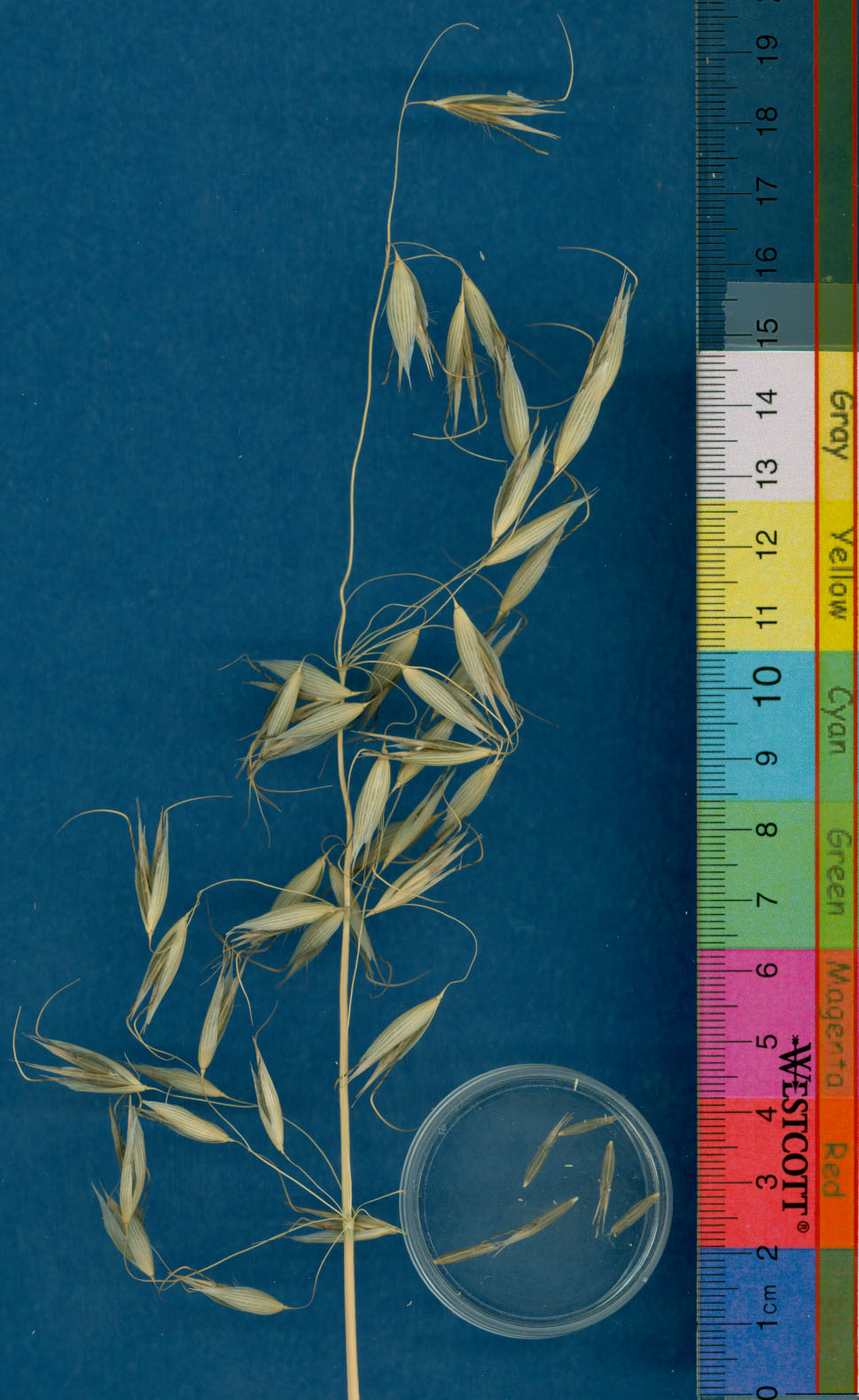 KERNELS