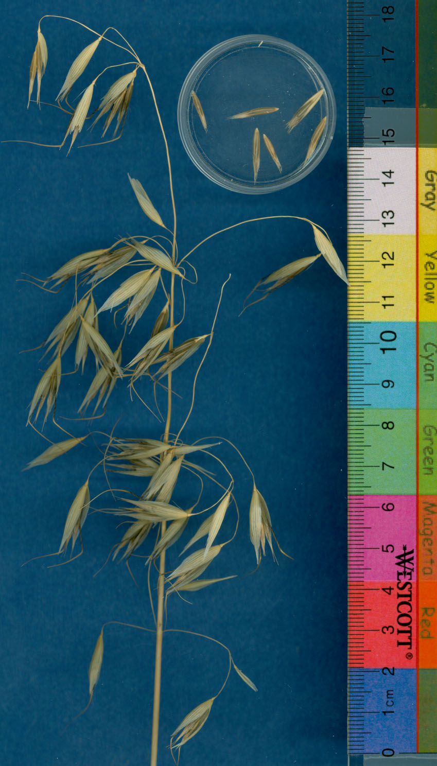 KERNELS