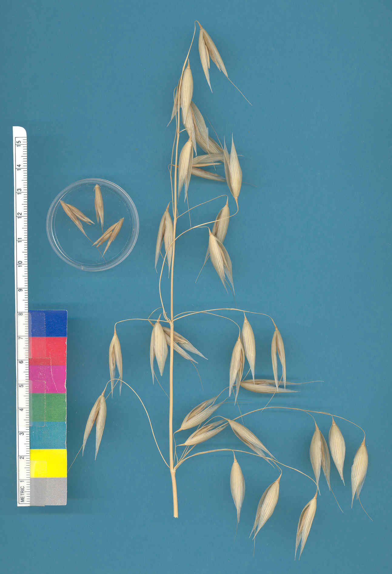 KERNELS