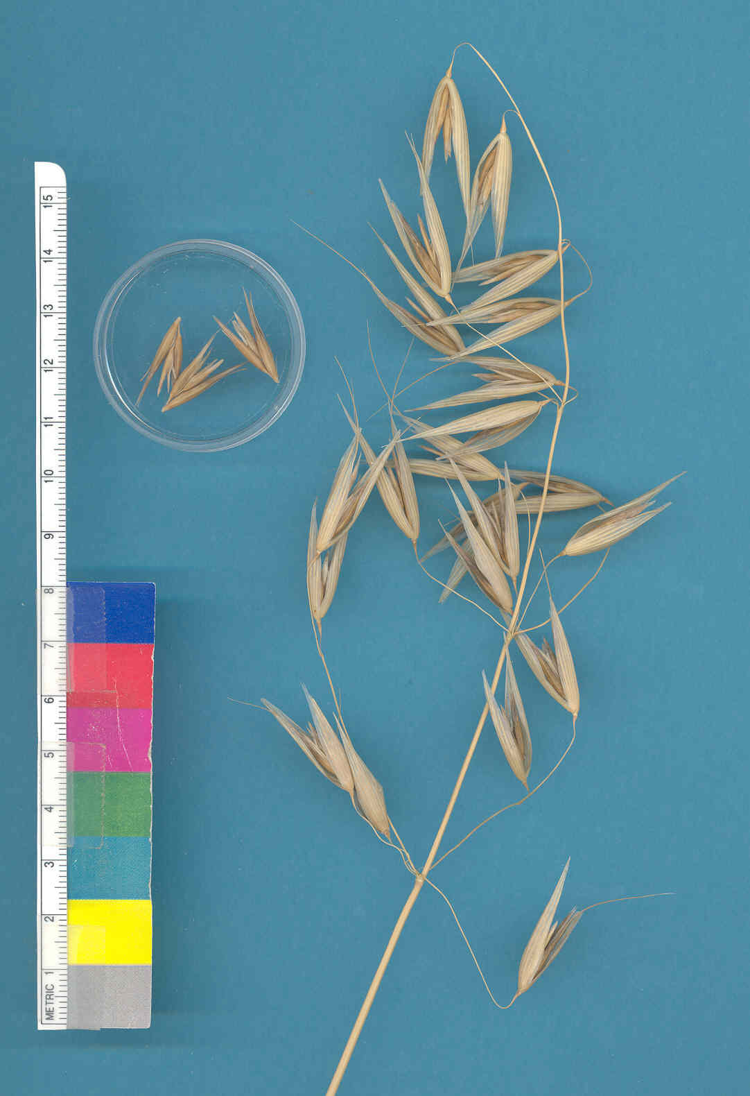 KERNELS