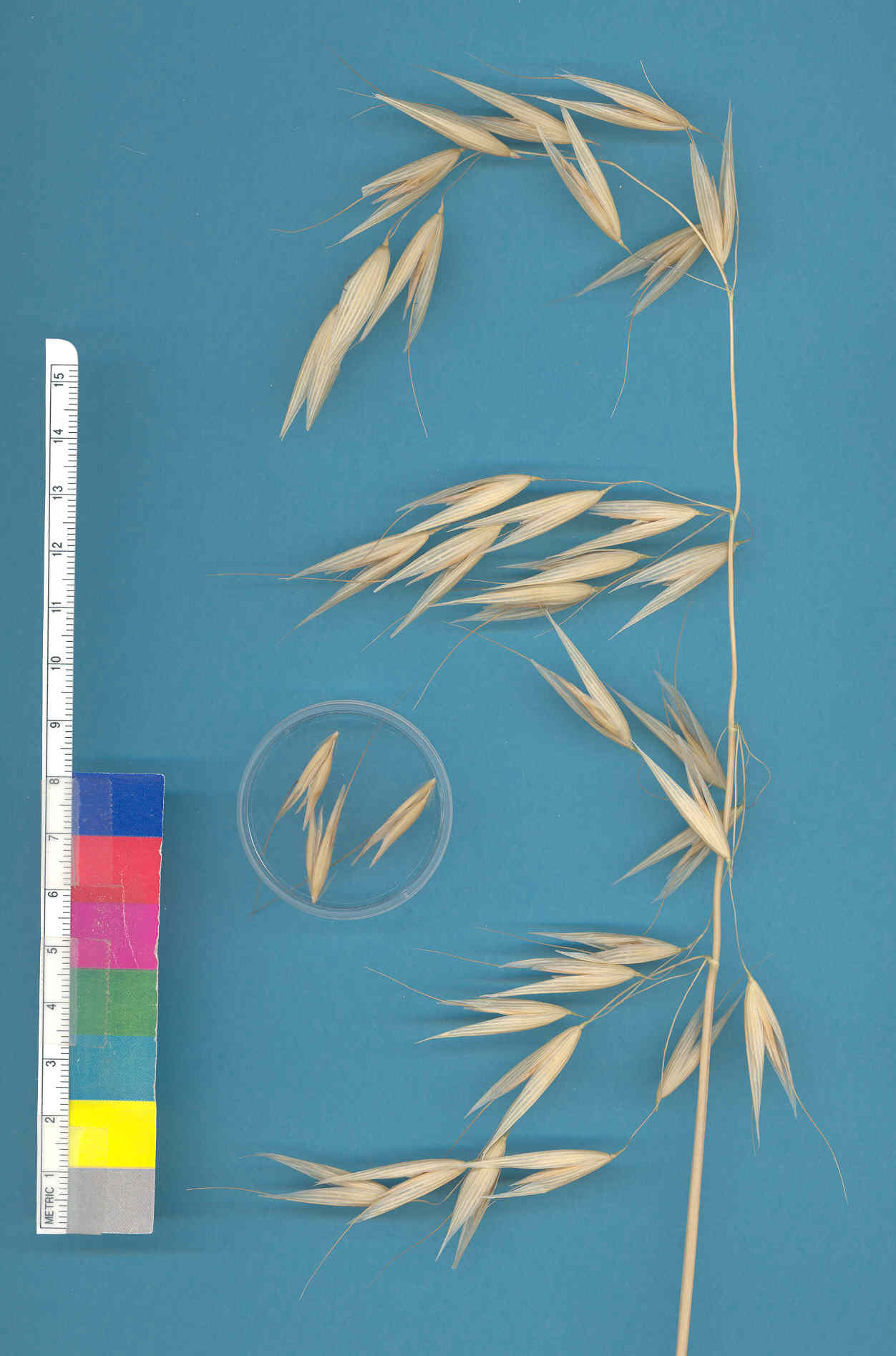 KERNELS
