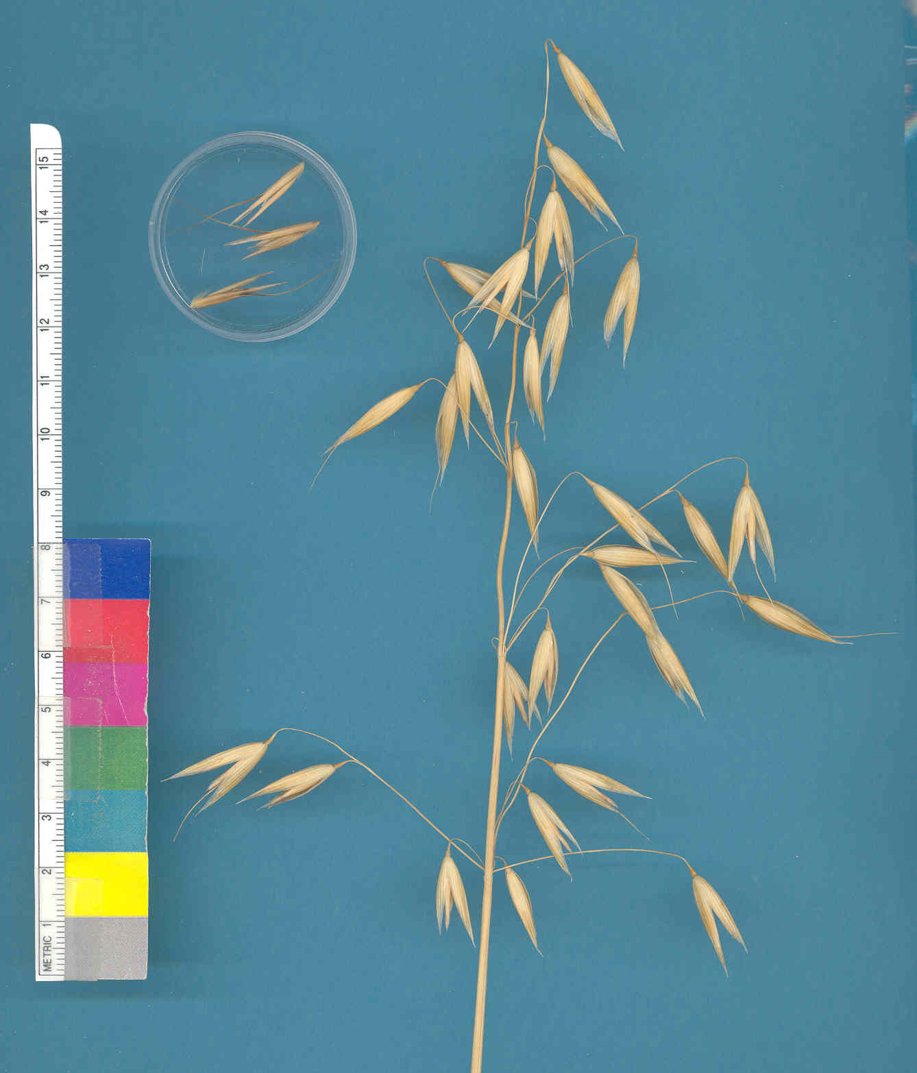 KERNELS