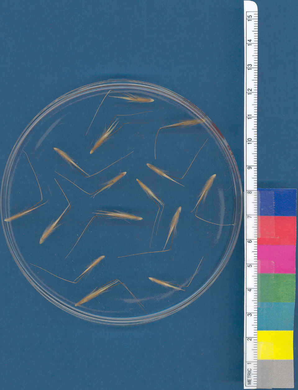 Click for 1 image(s) for this accession. KERNELS