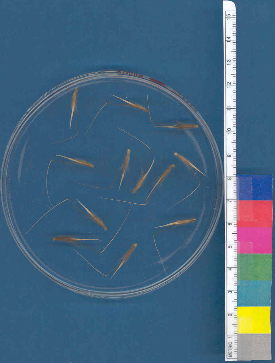 Click for 1 image(s) for this accession. KERNELS