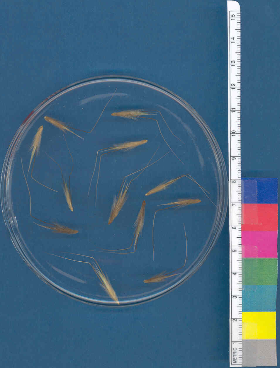 Click for 1 image(s) for this accession. KERNELS