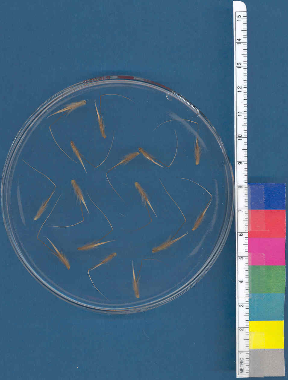 Click for 1 image(s) for this accession. KERNELS
