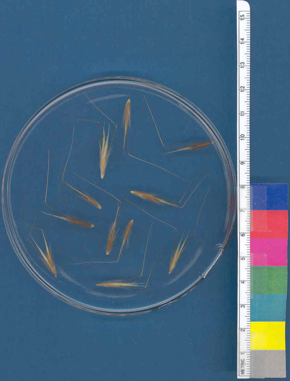 Click for 1 image(s) for this accession. KERNELS