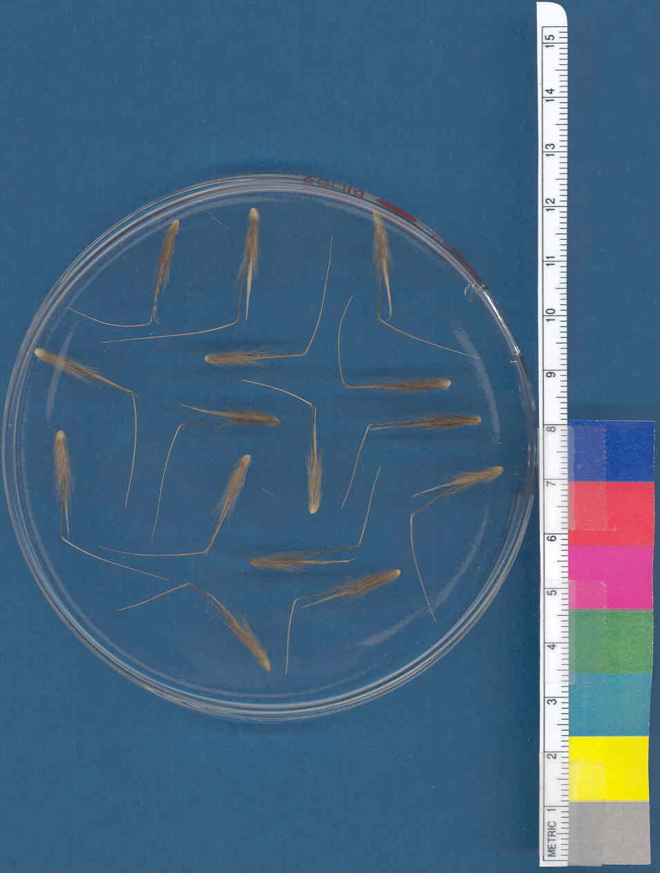Click for 1 image(s) for this accession. KERNELS