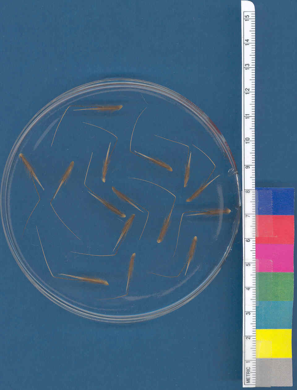 Click for 1 image(s) for this accession. KERNELS