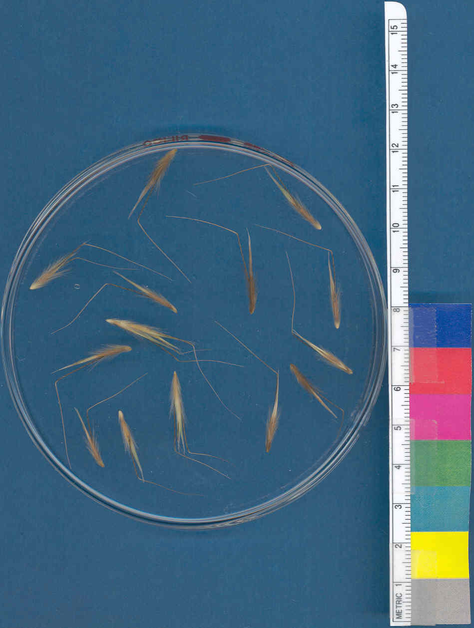 Click for 1 image(s) for this accession. KERNELS