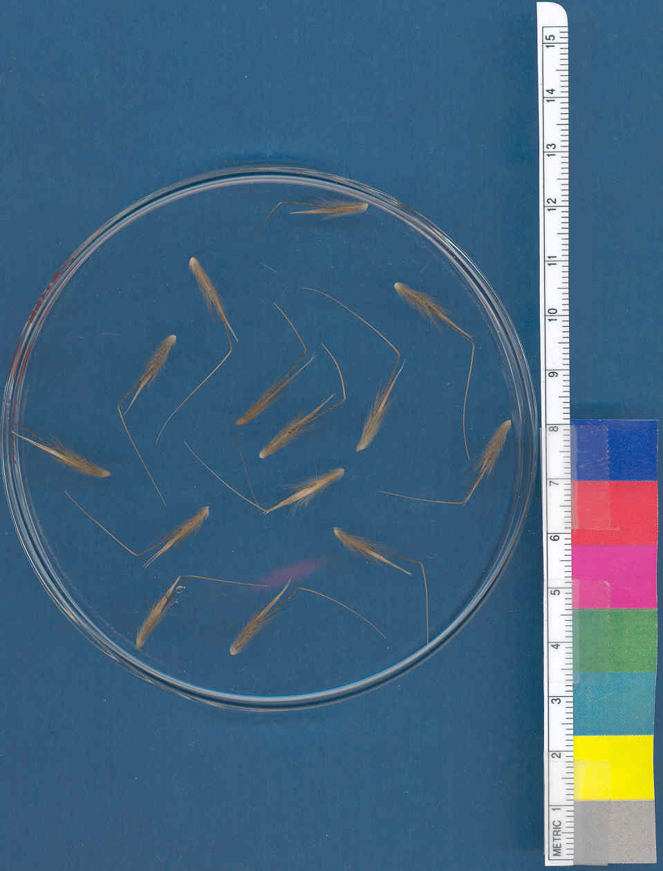Click for 1 image(s) for this accession. KERNELS
