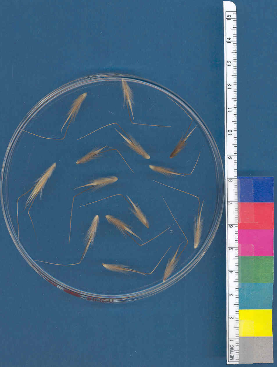 Click for 1 image(s) for this accession. KERNELS