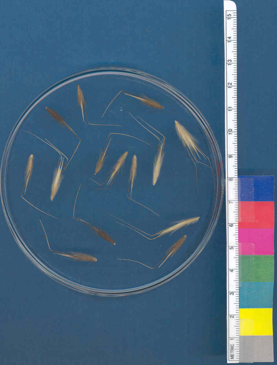 Click for 1 image(s) for this accession. KERNELS
