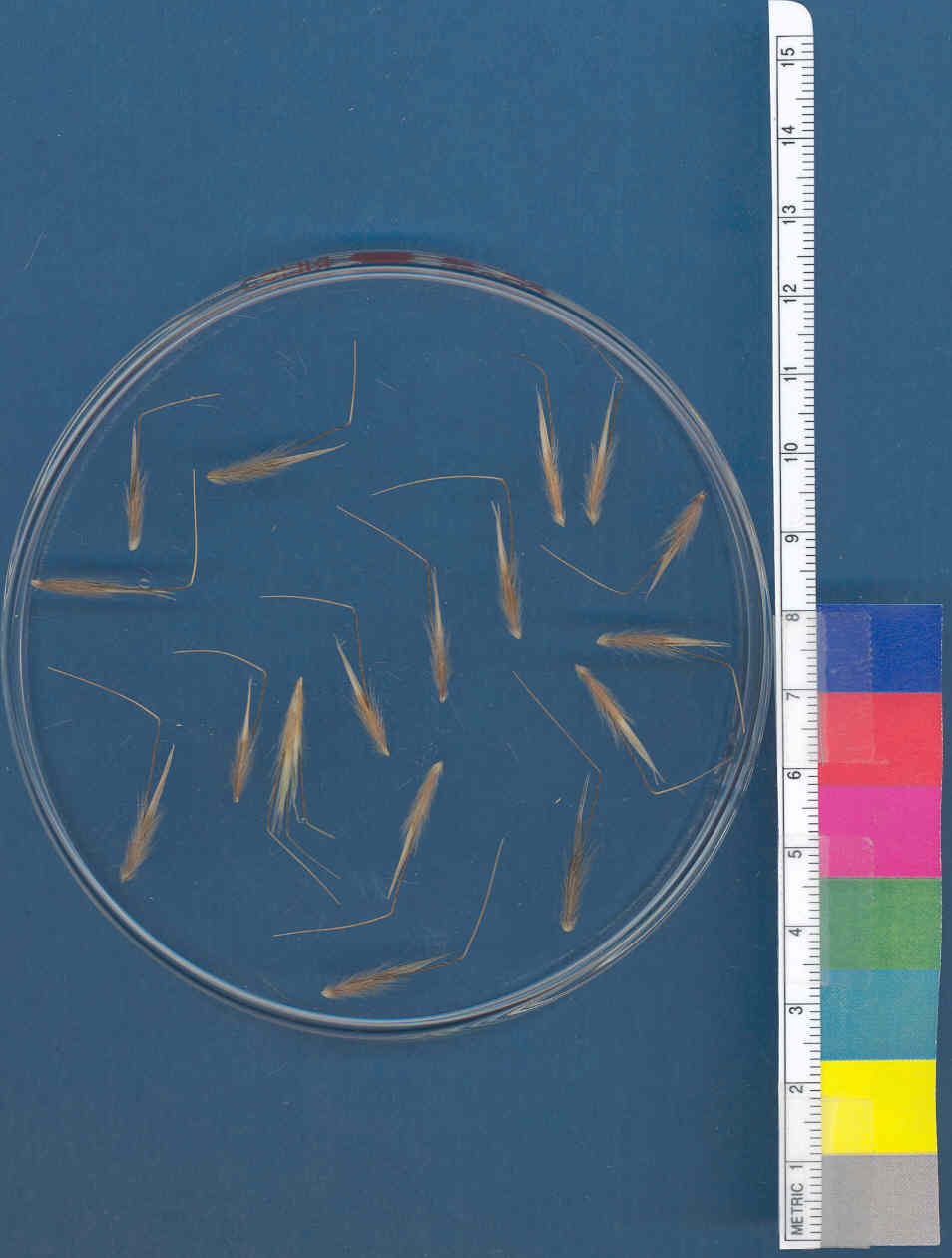 Click for 1 image(s) for this accession. KERNELS