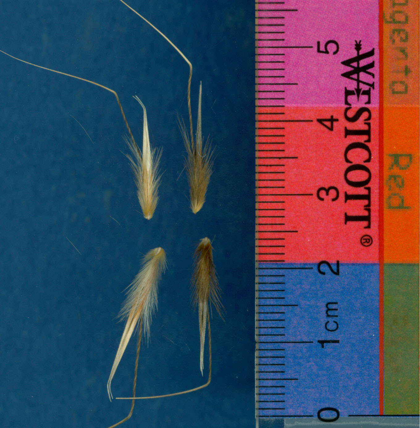 Click for 1 image(s) for this accession. KERNELS