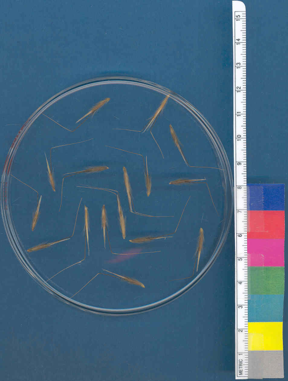 Click for 1 image(s) for this accession. KERNELS