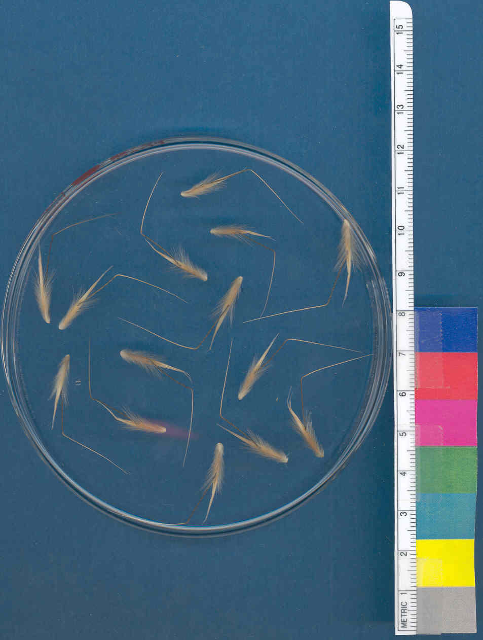 Click for 1 image(s) for this accession. KERNELS