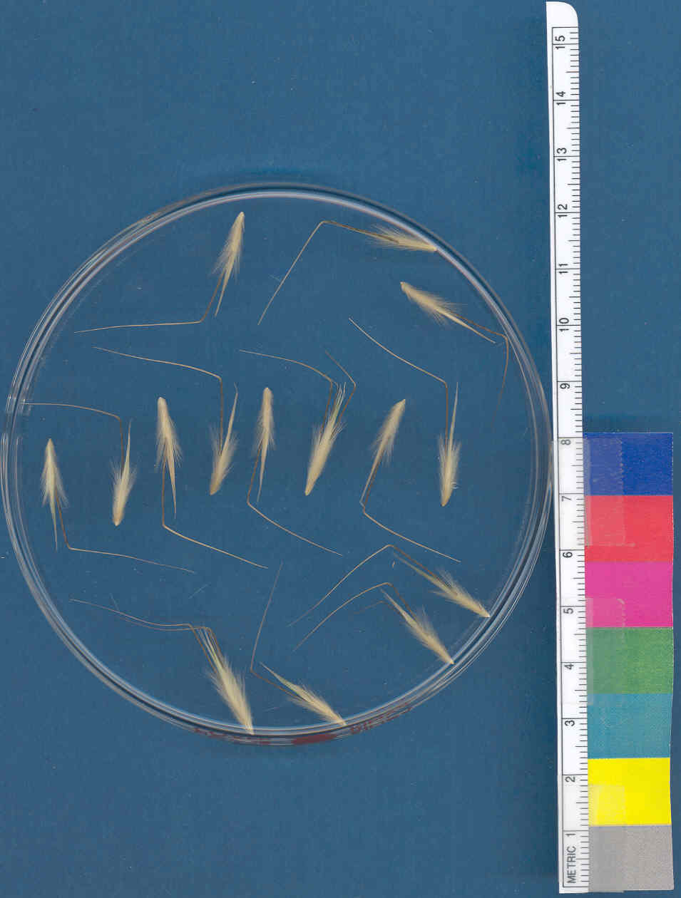 Click for 1 image(s) for this accession. KERNELS