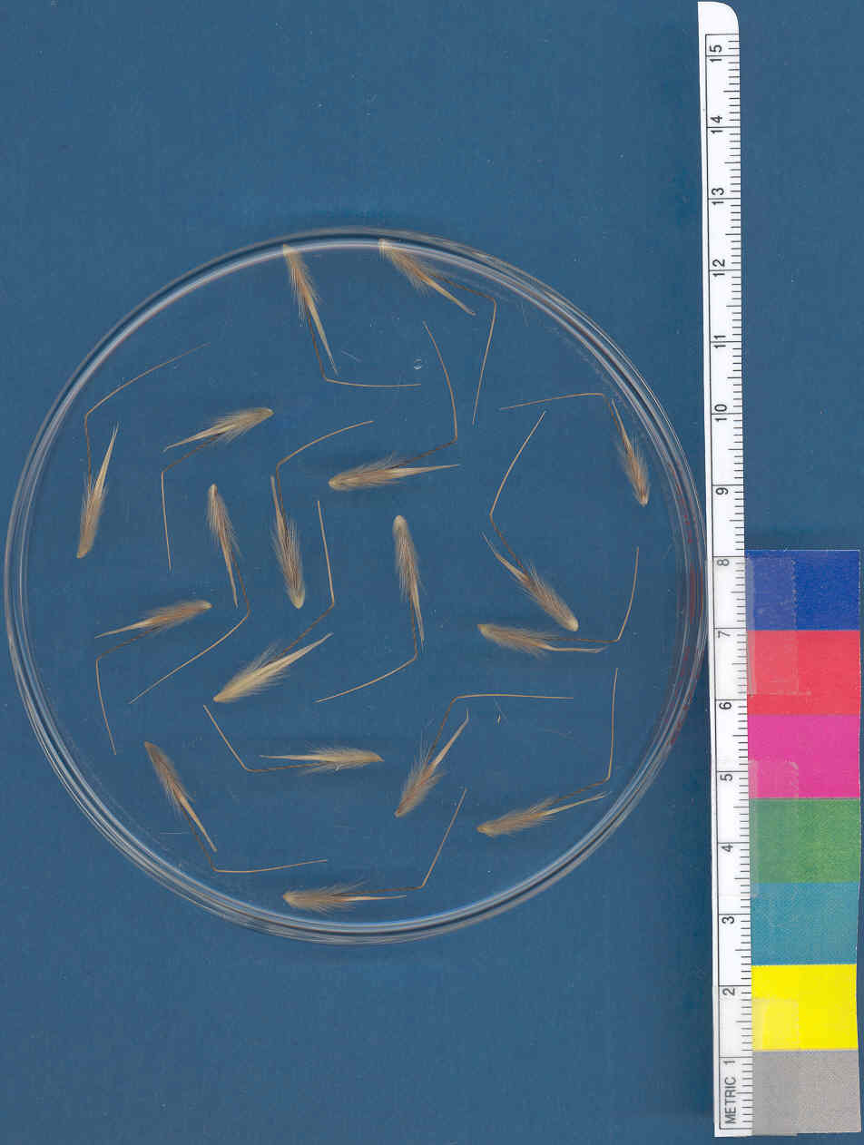 Click for 1 image(s) for this accession. KERNELS