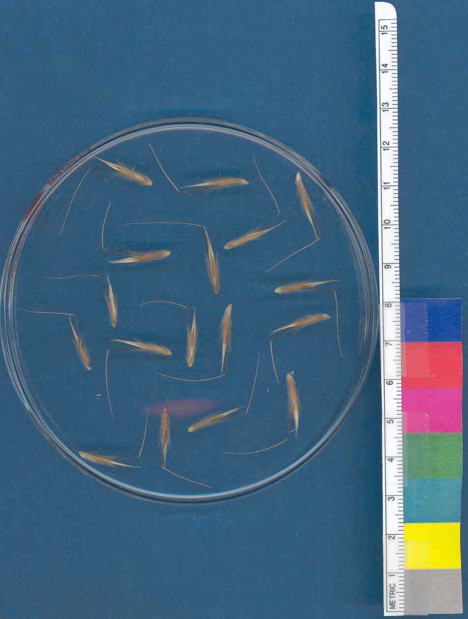 Click for 1 image(s) for this accession. KERNELS