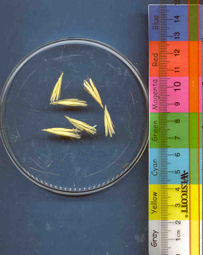 Click for 1 image(s) for this accession. KERNELS
