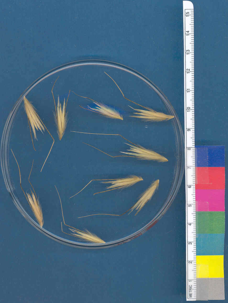 Click for 1 image(s) for this accession. KERNELS