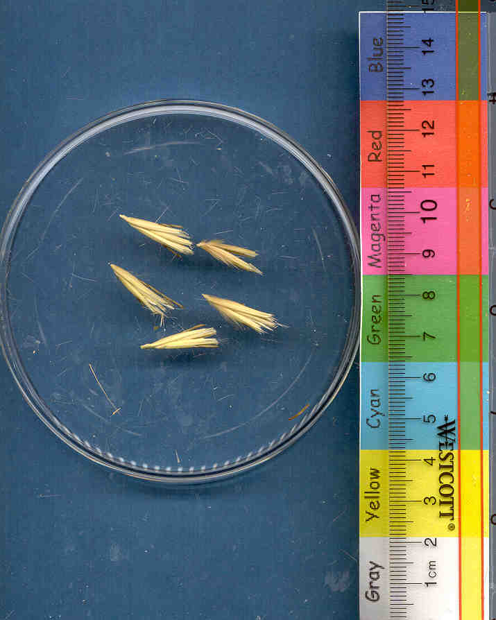 Click for 1 image(s) for this accession. KERNELS