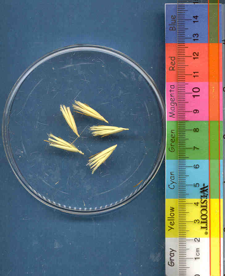Click for 1 image(s) for this accession. KERNELS