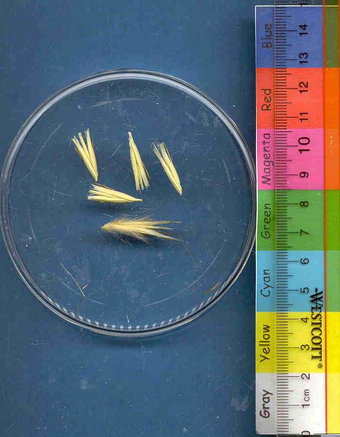Click for 1 image(s) for this accession. KERNELS