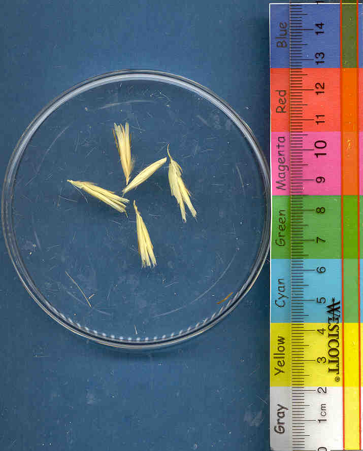 Click for 1 image(s) for this accession. KERNELS