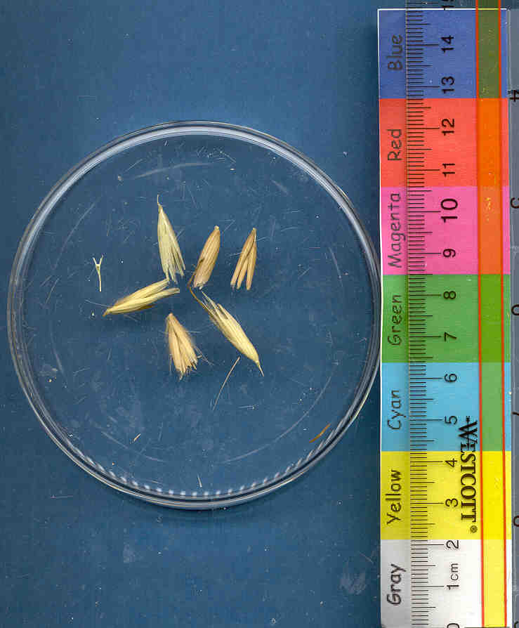 Click for 1 image(s) for this accession. KERNELS