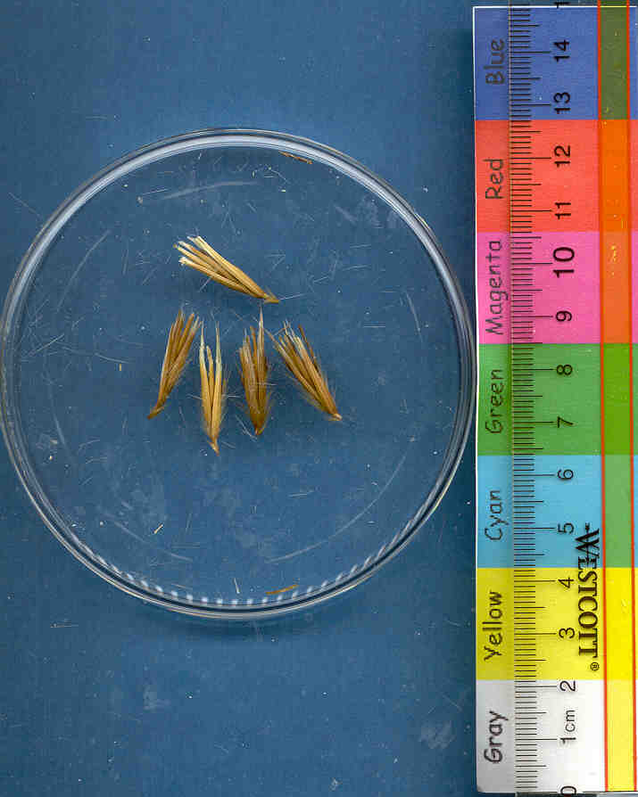Click for 1 image(s) for this accession. KERNELS