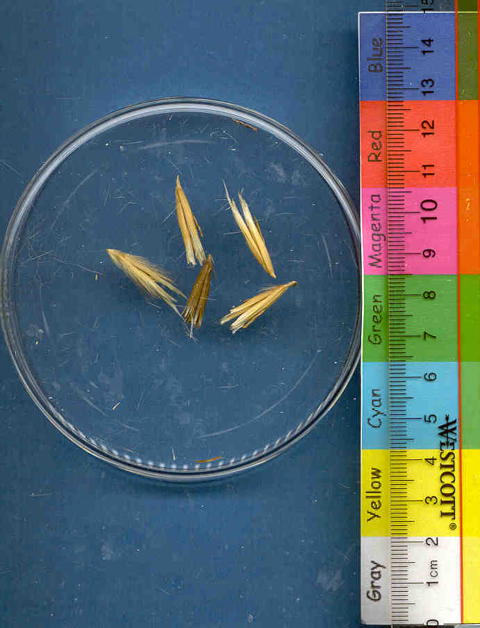 Click for 1 image(s) for this accession. KERNELS