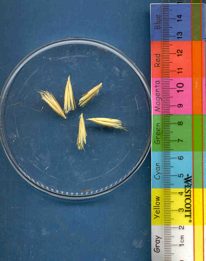 Click for 1 image(s) for this accession. KERNELS