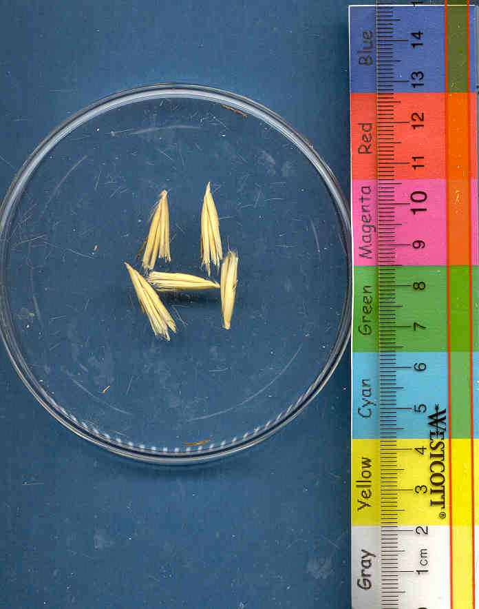 Click for 1 image(s) for this accession. KERNELS