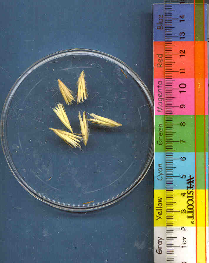 Click for 1 image(s) for this accession. KERNELS
