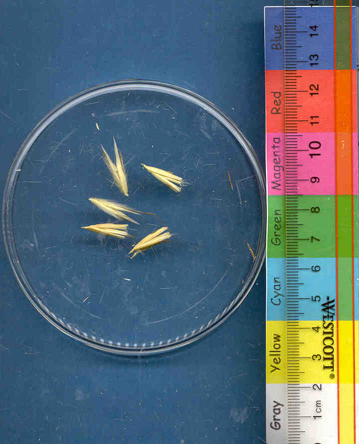 Click for 1 image(s) for this accession. KERNELS
