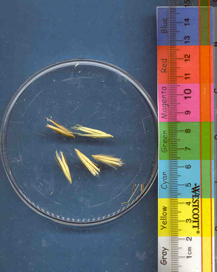 Click for 1 image(s) for this accession. KERNELS